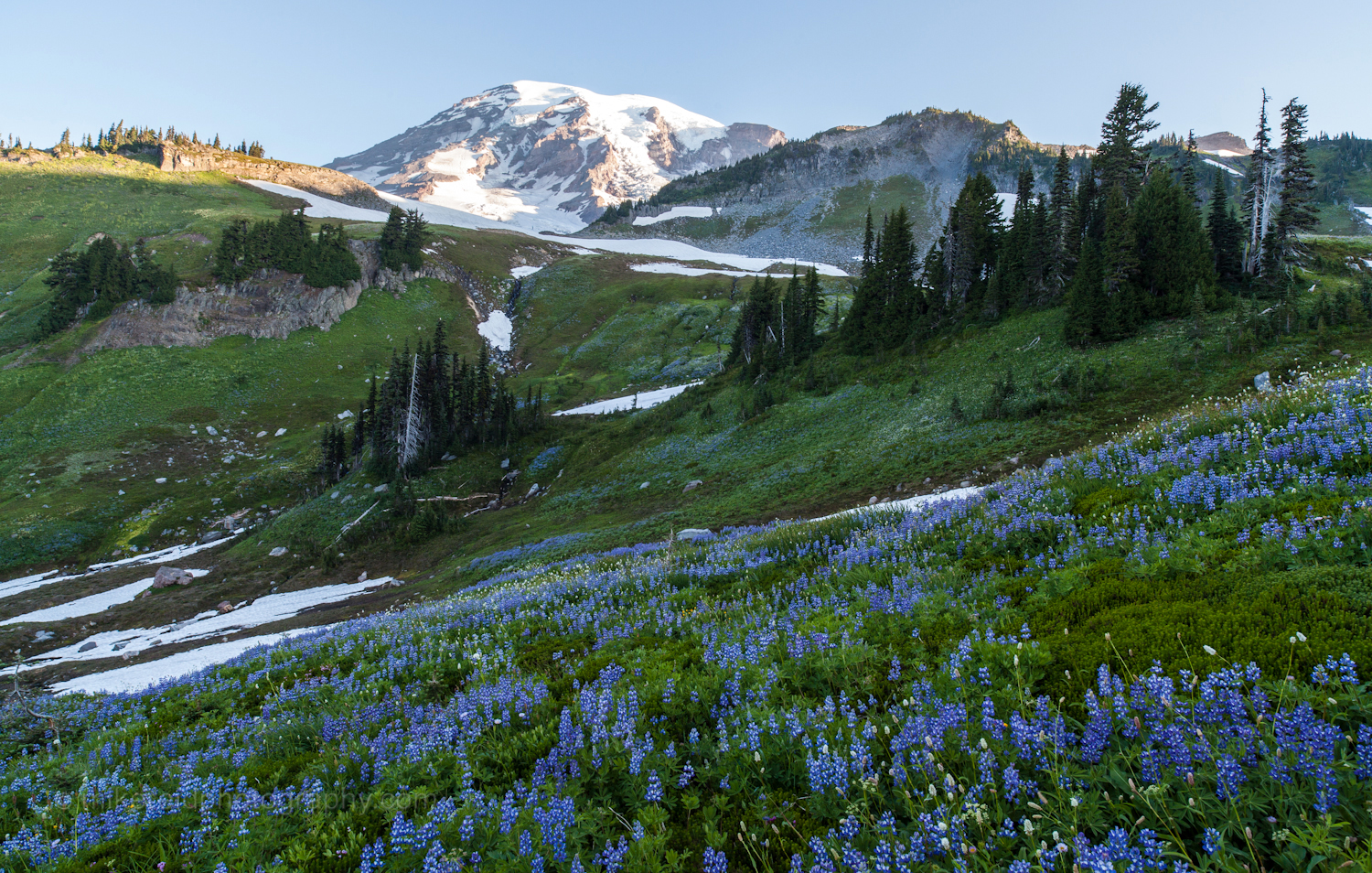 Mount Rainier Flower Slopes
